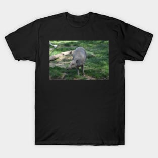 Babirusa T-Shirt